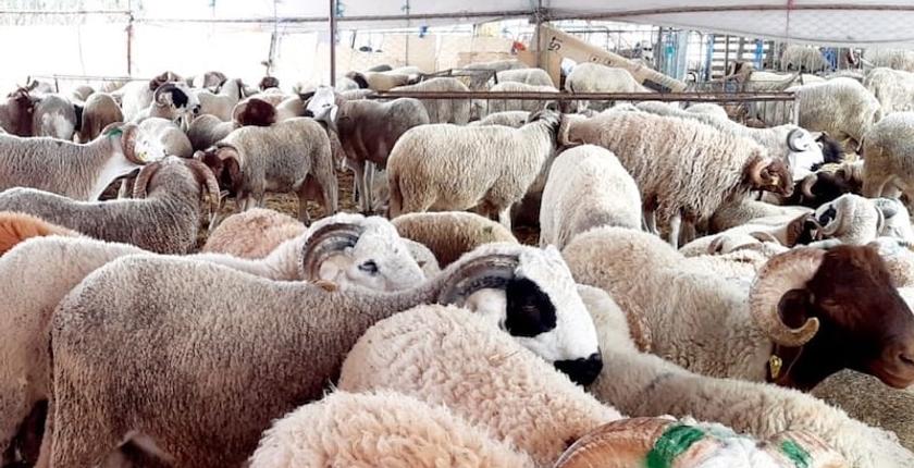 عيد الأضحى.. المغرب يضاعف وارداته من الأغنام