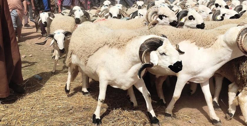 الغلاء يدفع الأسر المغربية للاشتراك في إقتناء أضحية العيد