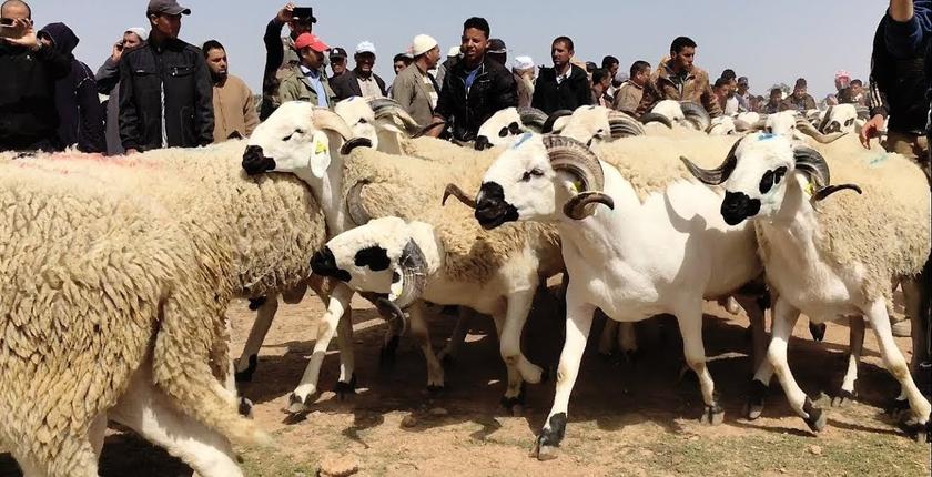 "بنحمزة" يعلق على حملة "إلغاء عيد الأضحى"