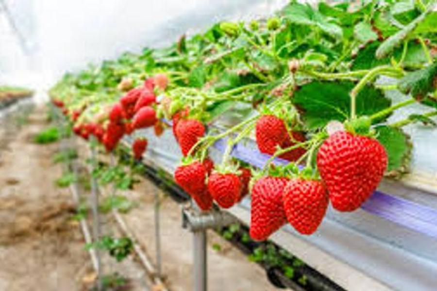 Espanha promove investimento no mercado agro-alimentar marroquino