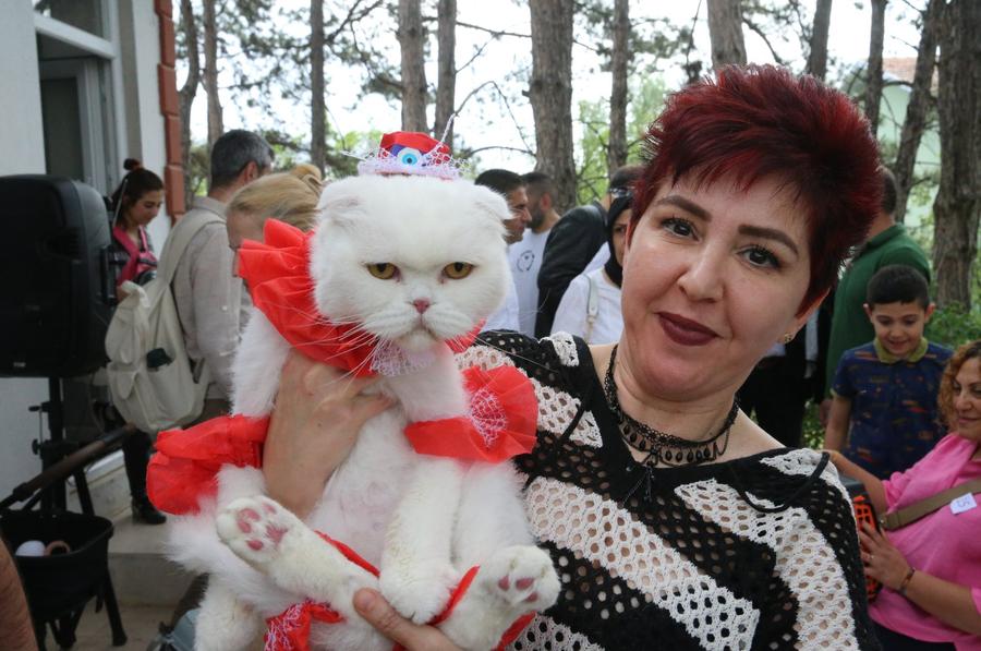 Tokat'ta kedilere yönelik güzellik yarışması düzenlendi
