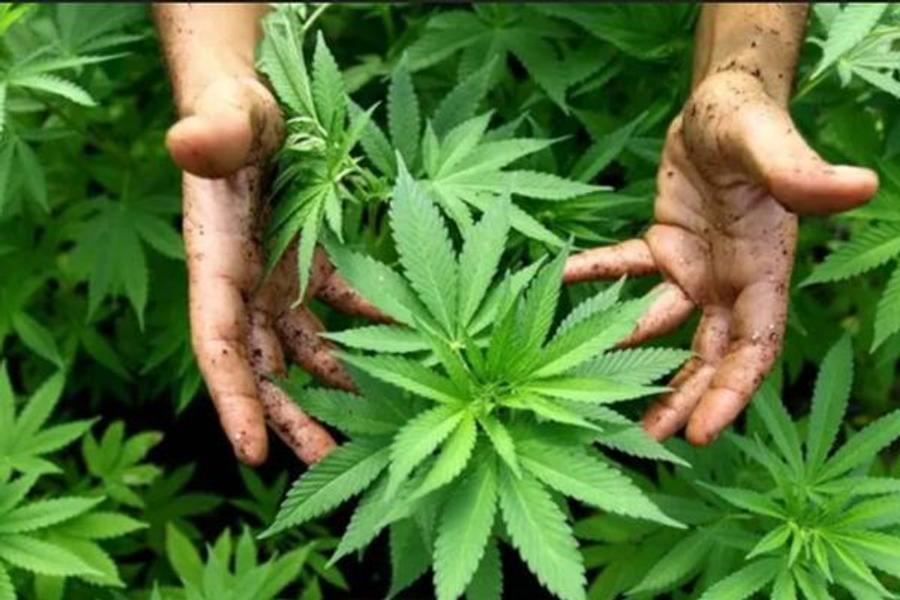 Ausgabe einer einheitlichen nationalen Marke für indisch-marokkanisches Cannabis