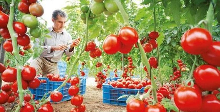 الطماطم المغربية تتفوق على نظيرتها الإسبانية بالسوق البريطانية