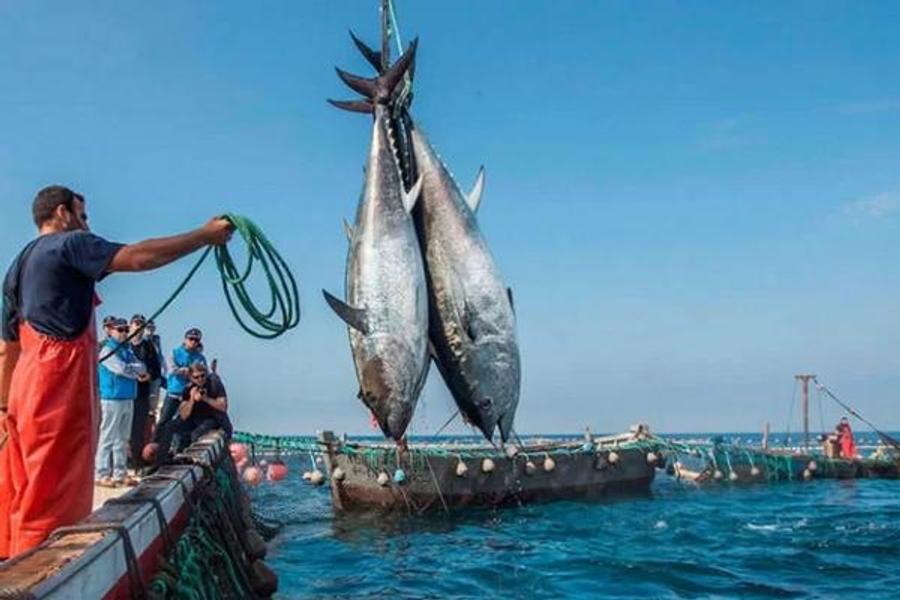I prodotti della pesca costiera commercializzati mostrano un notevole aumento
