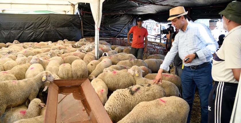 عيد الأضحى يجمع صديقي بمهنيي قطاع اللحوم الحمراء