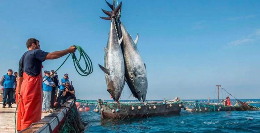 منتجات الصيد الساحلي المسوقة تسجل ارتفاعا ملحوظا