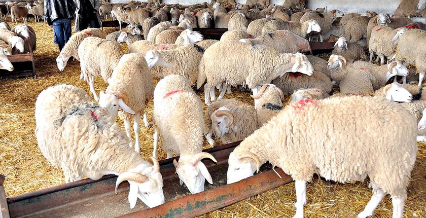 قبيل عيد الأضحى.. أعلاف مشبوهة تستنفر أسواق الماشية بالمملكة