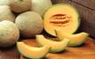 Morocco's Melon Industry Flourishes Amidst Decades-Long Drought