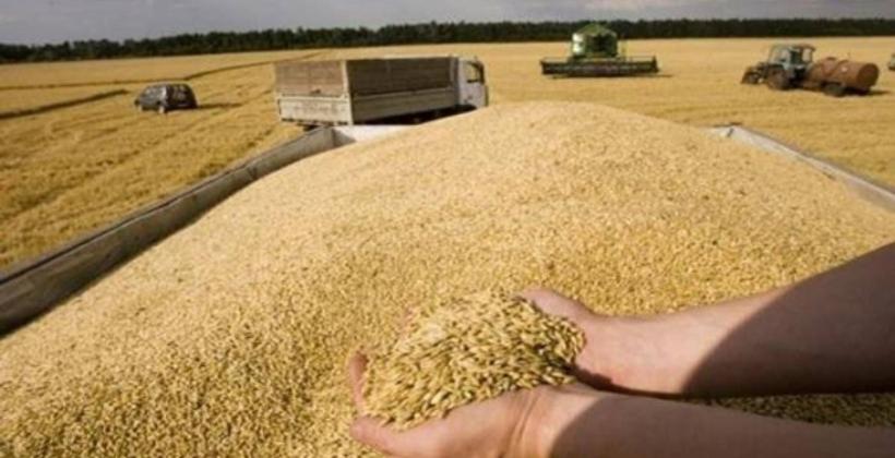 توقعات بارتفاع واردات المغرب من الحبوب في ظل استمرار الجفاف