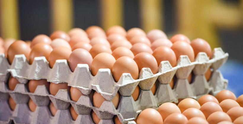 مهني يوضح بشأن استمرار ارتفاع أسعار البيض