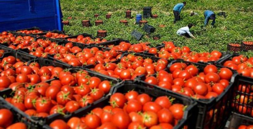 أسعار الطماطم تسجل إرتفاعا جديدا بسوق الجملة