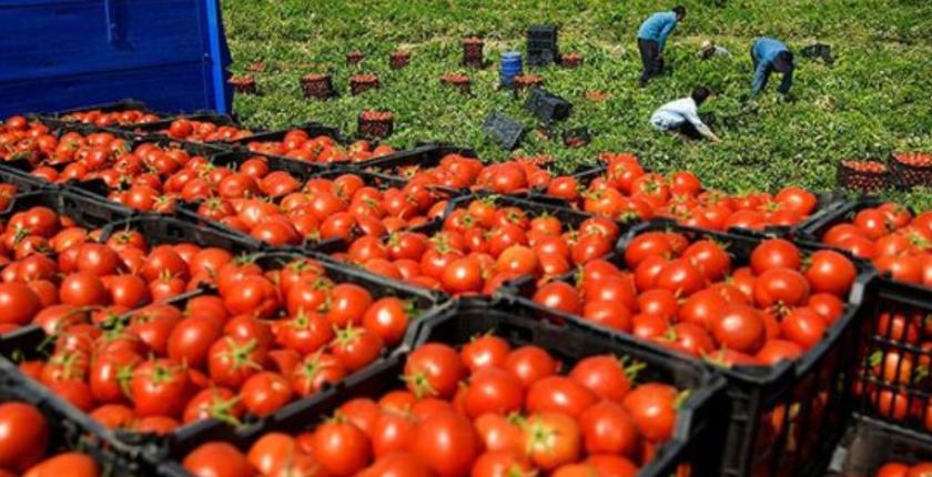 أسعار الطماطم تسجل إرتفاعا جديدا بسوق الجملة