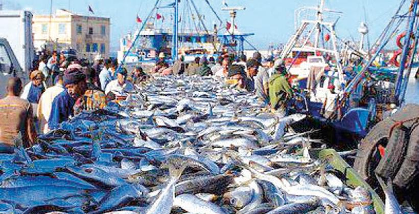 إنتاج الصيد البحري يسجل ارتفاعا بنسبة 26٪ خلال يناير