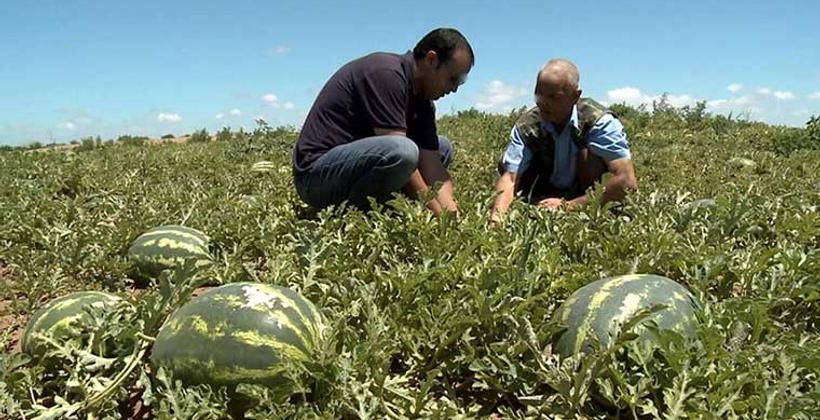 نقابة تحذر من تكثيف الزراعات المستنزفة للفرشة المائية 