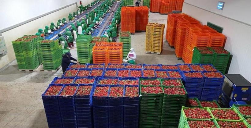 هل يجود المغرب من خيراته على إسبانيا؟