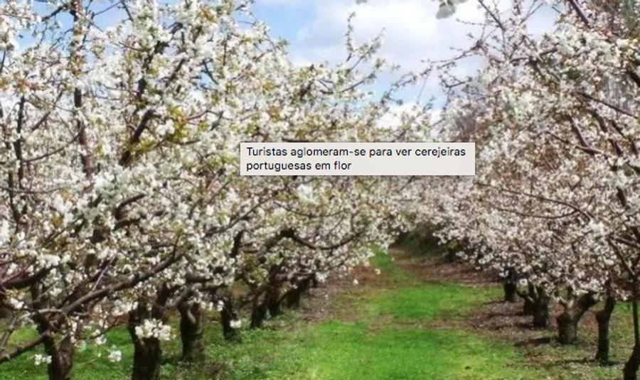 Turistas aglomeram-se para ver cerejeiras portuguesas em flor