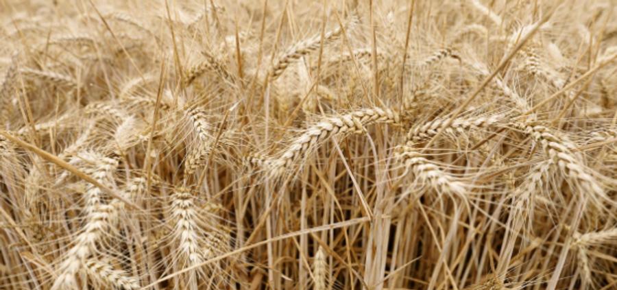 Un limite al grano ucraino, ora la Ue ci pensa
