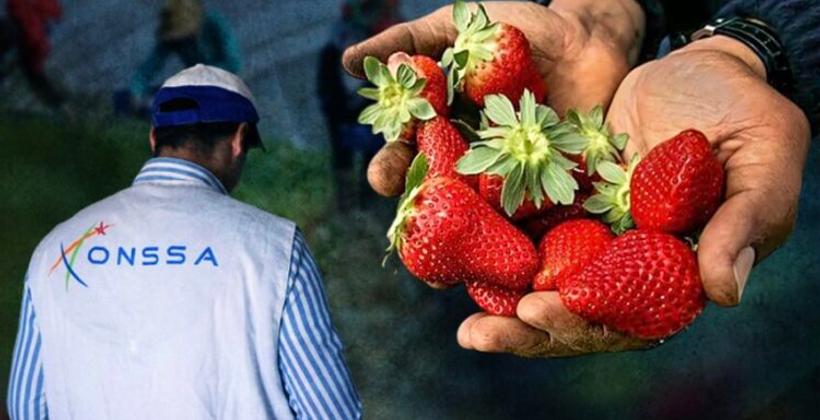 "أونسا" يؤكد سلامة الفراولة المغربية وخلوها من الأمراض