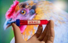 L’OMS lance un projet pour développer des vaccins à ARN messager contre la grippe aviaire dans les pays à revenu faible ou intermédiaire