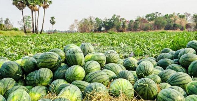Hort Info Platform: Marokko ist der zweite Exporteur von Al-Dalah