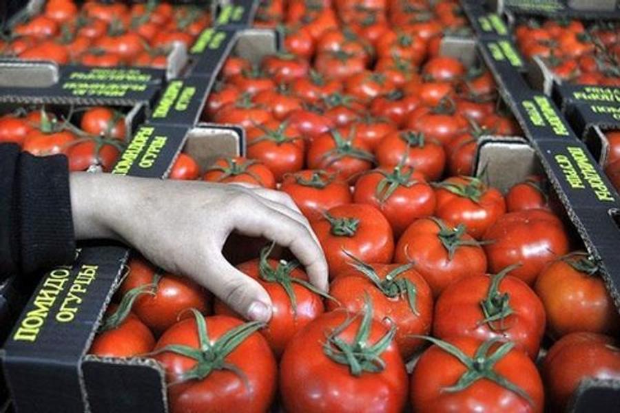 Марокко эквивалентно Испании в экспорте томатов
