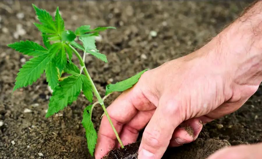 Cannabisclubs in Deutschland stehen vor einem Meer an Bürokratie