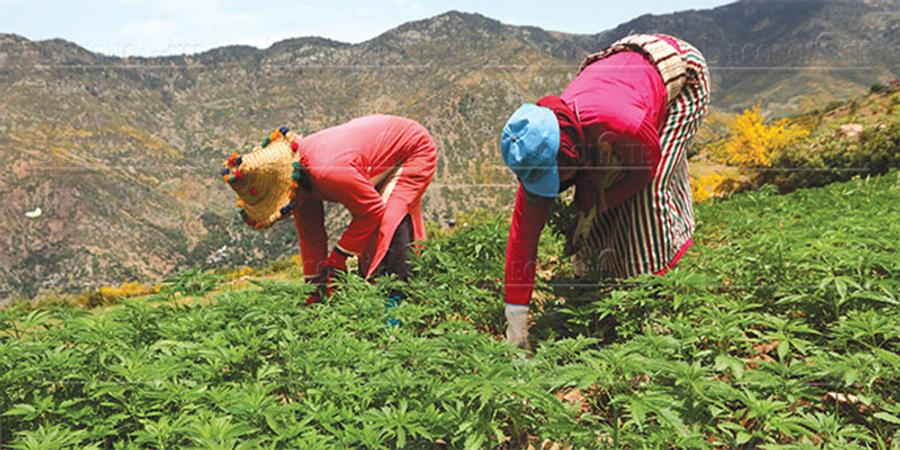 Cannabis: più di 3,7 milioni di semi certificati