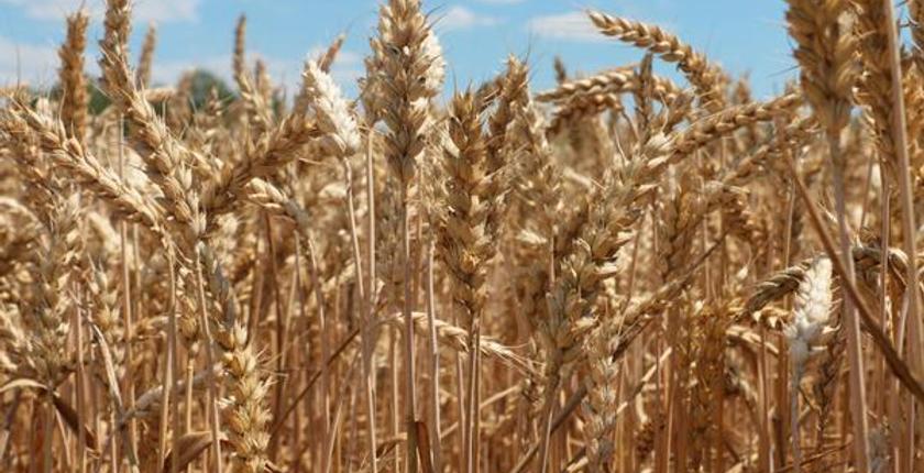 Il Marocco rafforza le sue riserve di grano: stagione decisiva per i fornitori
