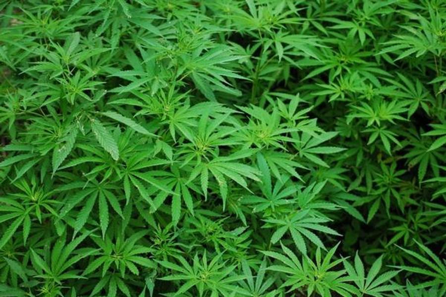 Marokkos Cannabisexport: Eine neue Grenze im legalen Handel