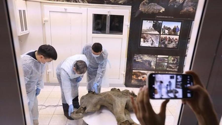 Découverte exceptionnelle en Russie : Lana, le bébé Mammouth de 50.000 ans parfaitement conservé