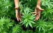 Morocco's Legal Cannabis Industry Scales Up: Production Hits 4,082 Tons as License Approvals Surge