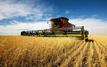 Russia to Expand Grain Exports to Morocco Amid Growing Demand