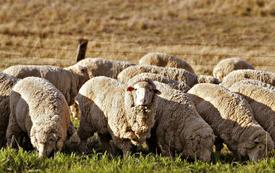 Morocco Expands Meat Imports Through Argentina Partnership