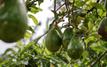 Moroccan Avocado Exports Surge Amid Growing Water Concerns