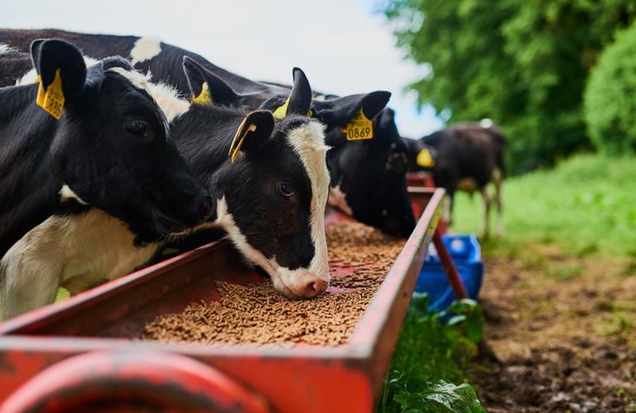OCP Group busca adquirir una participación del 75% en Global Feed SLU de España: fortaleciéndose en el sector de la nutrición animal