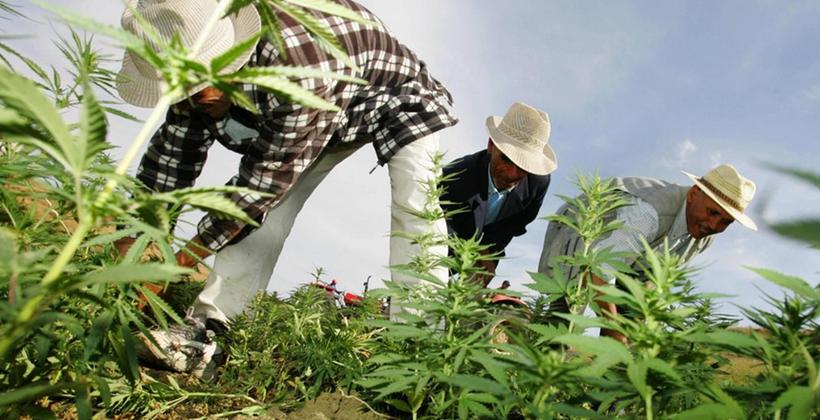 طائرات بدون طيار لمراقبة مزارع القنب الهندي