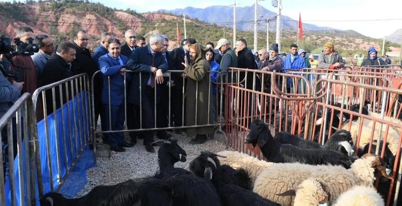 بالتفاصيل.. إحداث معهد مهن تربية المواشي