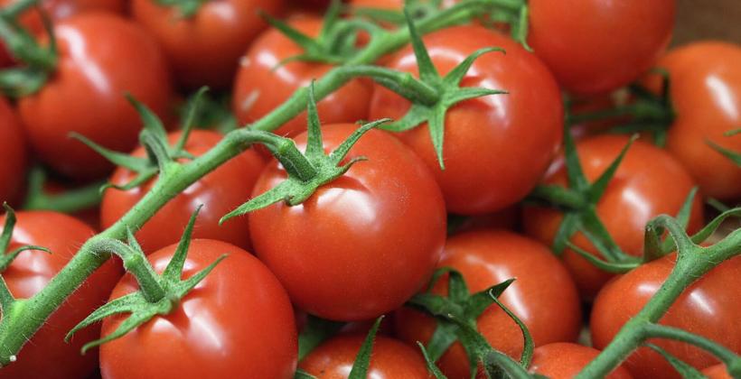 تراجع متوقع بنسبة 30% في إنتاج الطماطم
