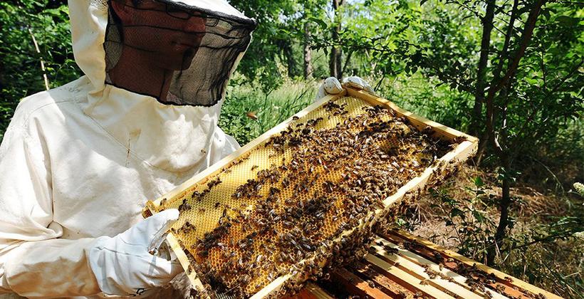 الجفاف يلقي بظلاله على إنتاج العسل بنسبة 30٪