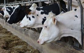 Deuxième cas de grippe aviaire H5N1 confirmé aux États-Unis : un ouvrier agricole du Michigan infecté