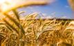 Campagne agricole 2023/2024 au Maroc : baisse significative de la production céréalière face à des conditions climatiques difficiles
