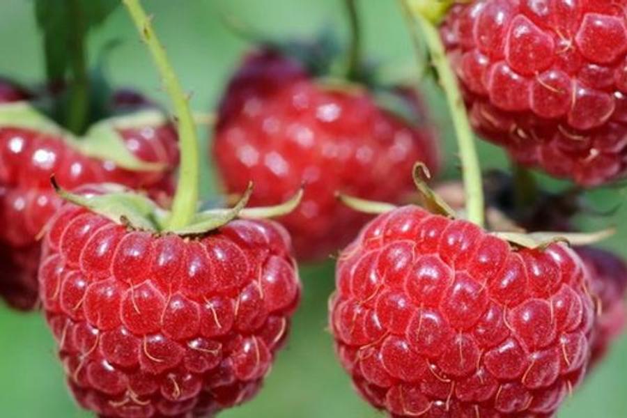صادرات انواع توت های مراکشی به بازارهای خارجی دو برابر شده است