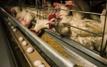 Iowa's Avian Influenza Crisis: A Somber Undertaking of Culling Millions