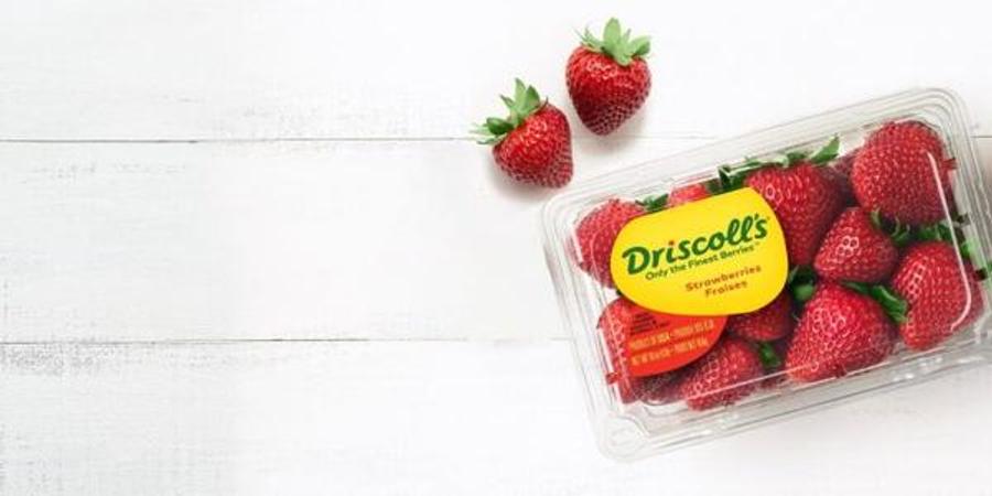 Driscoll 位于拉腊什的摩洛哥红色水果包装站启动建设工作