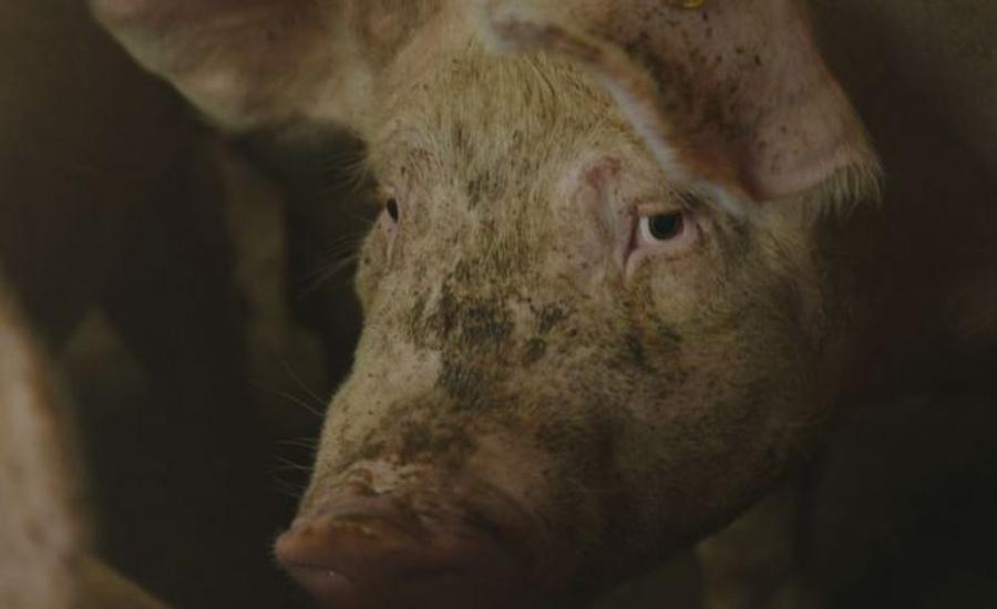 Verbod op geven van stroomstoten aan varkens en koeien in de maak