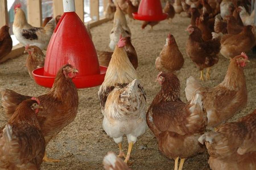 Marokko, Afrikas drittgrößter Hühnerfleischproduzent, verzeichnet ein rasantes Wachstum