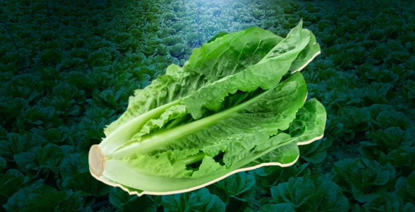 Marokko ist der erste Salatexporteur von außerhalb der Europäischen Union auf den britischen Markt