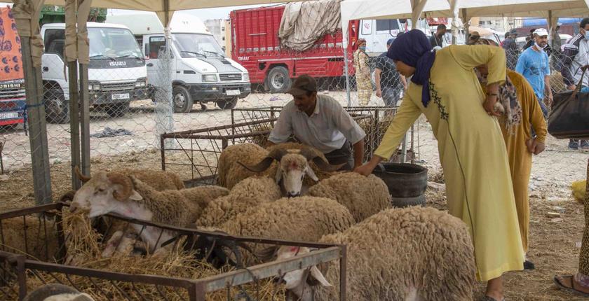 عيد الأضحى.. نفقات الأسر المغربية تقدر بأكثر من 18 مليار درهم