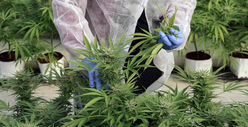 القنب الهندي يحصد أكثر من 600 ترخيص في سنته الأولى