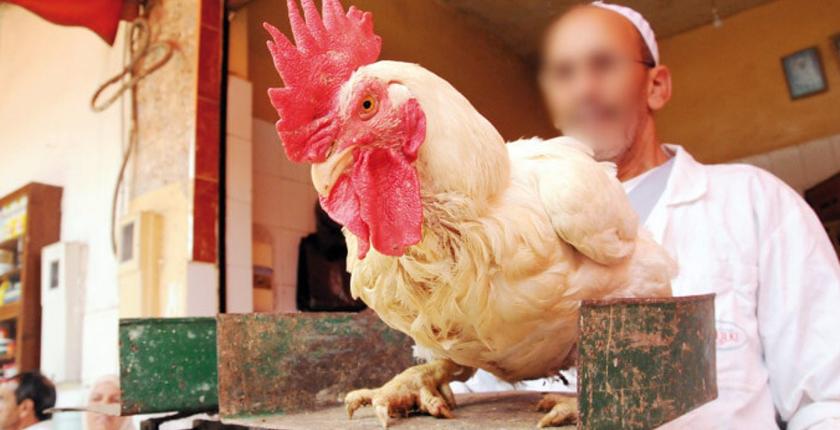هده الأسباب الحقيقية وراء غلاء الدجاج